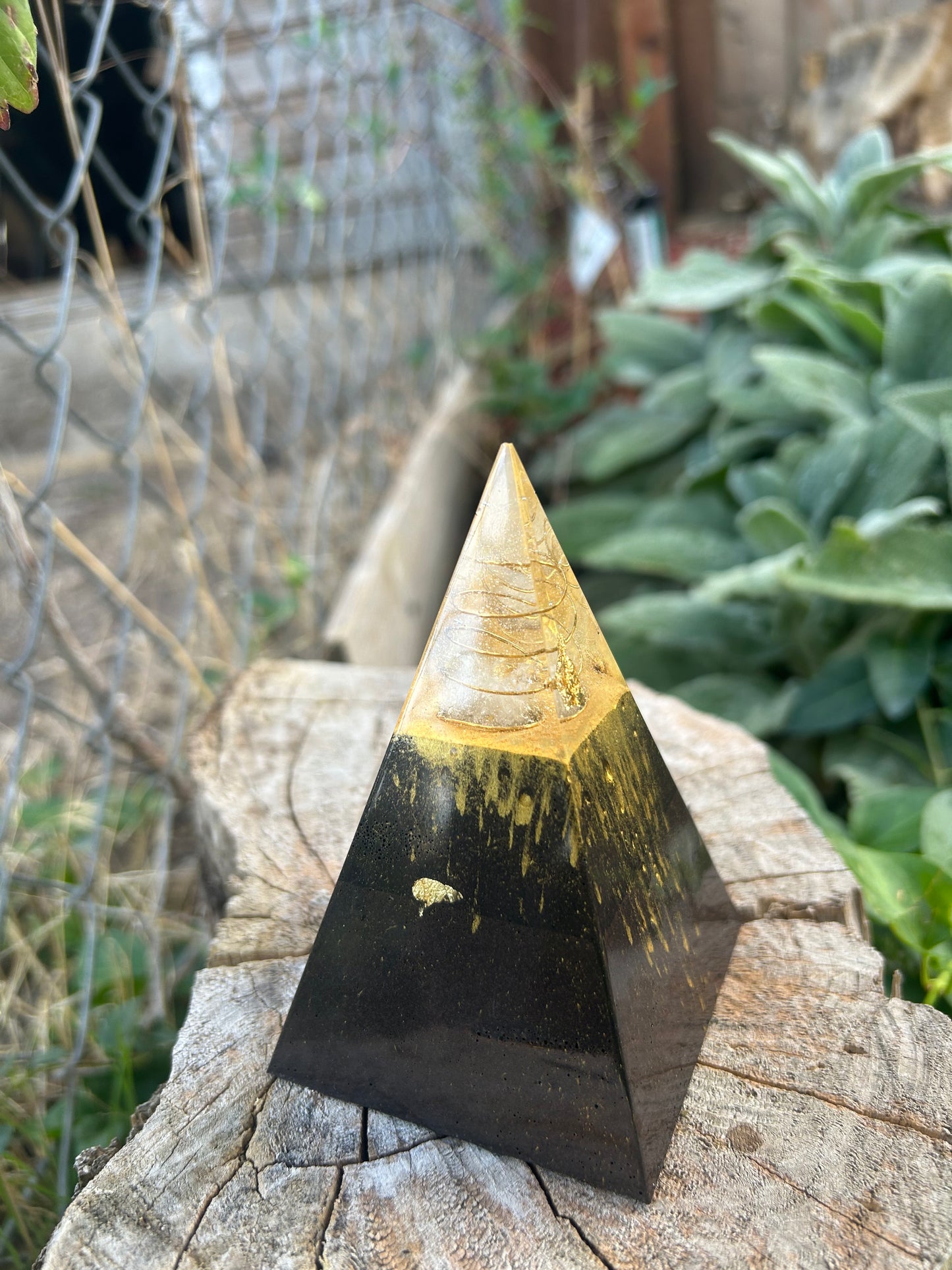 Mini Nubian-Gold